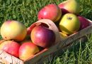 Optimer din æblehøst med espalier